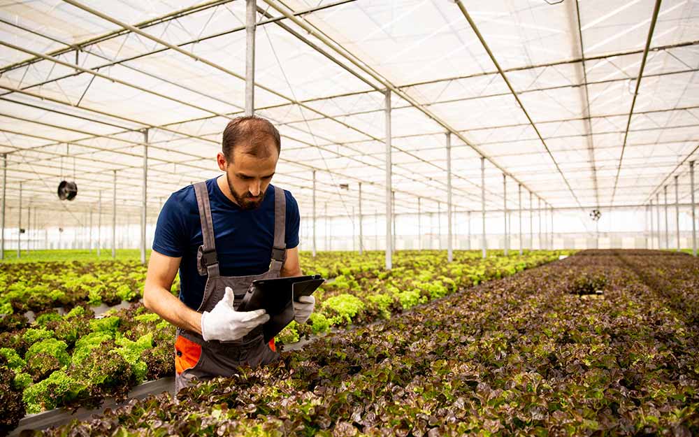 Amigos de la Tierra aboga por una producción agroecológica y un cambio de dieta Una persona trabaja en un invernadero.